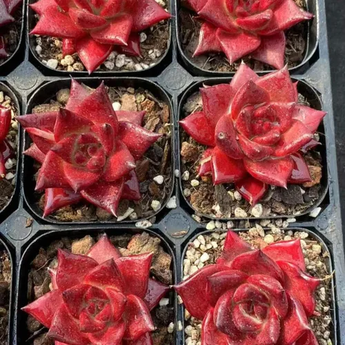 Miniatura 2 de Echeveria Rubin – Suculenta viva – Maceta de 2.5 pulgadas – Tolerante a la sequía, bajo mantenimiento, ideal para interiores y exteriores