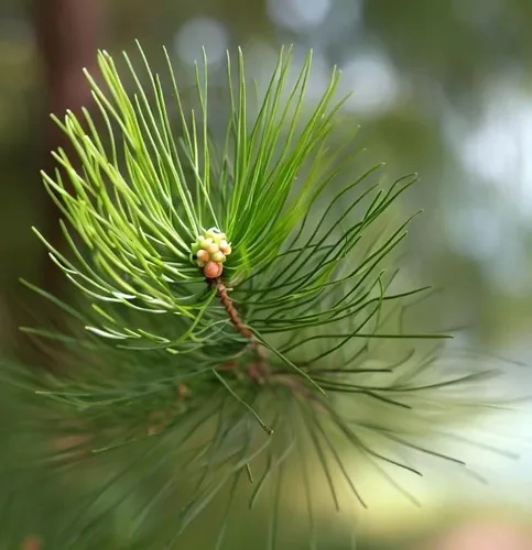 Miniatura 4 de Casuarina equisetifolia (Beach Sheoak, pino australiano) Semillas de árbol, valiosas para la construcción, leña y producción de carbón, semillas