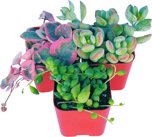 Plantas Suculentas Vivas (Paquete de 3) Paquete Inicial de Plantas Colgantes de 2", Plantas Suculentas Vivas Completamente Enraizadas en Macetas con