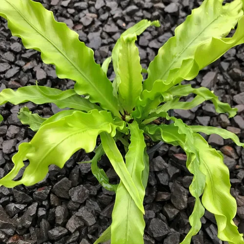 Miniatura 4 de Helecho Birdsnest japonés Victoria - Planta viva en una maceta de 6 pulgadas - Asplenium Nidus Antiquum 'Victoria' - Helechos raros y exóticos