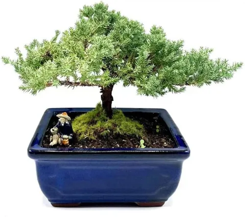Árbol bonsái de enebro enano vivo | Interior/exterior | 100% hecho a mano | Decoración para el hogar y la oficina | El mejor regalo para vacaciones