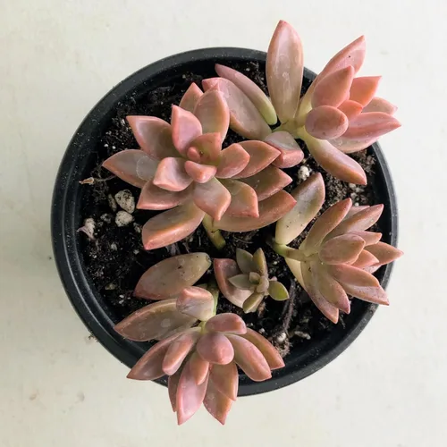 Blissful Echeveria Alpen Glow 4" Pot Live Succulent Pink Purple Rosette Plant Easy 2 Grow, Perfect for Wedding, Party Favor and Succulent