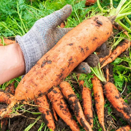 Miniatura 5 de Big A Fertilizante de zanahoria y fertilizantes de raíces - Fertilizante premium para zanahorias y huerto - Alimento orgánico para plantas