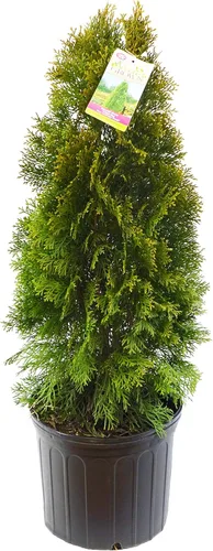 Miniatura 10 de Planta viva Green Promise Farms, Thuja occidentalis 'Smargd' Emerald Green Arborvitae #3 Contenedor de tamaño Evergreen