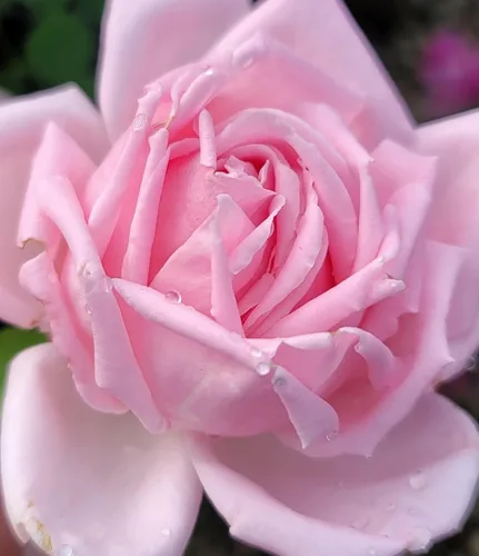La France - Arbusto de rosa rosa, rosales listos para plantar, maceta de 2 cuartos de galón, plantas vivas al aire libre, regalos de plantas, rosas,