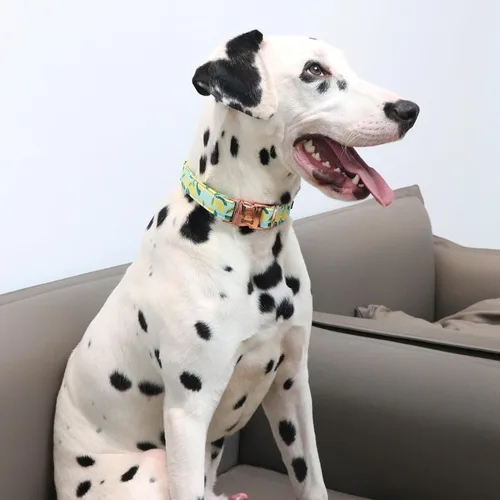 Miniatura 4 de MR.CHUBBYFACE· Collar de perro de primavera y verano, lindos collares de perro de limón verde, collar ajustable de tela natural suave para perros
