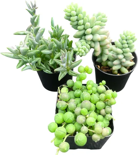 Miniatura 11 de Sprout N Green Colección de suculentas de arrastre, planta suculenta de 4 cuerdas totalmente enraizada en maceta de inicio de 2 pulgadas, decoración