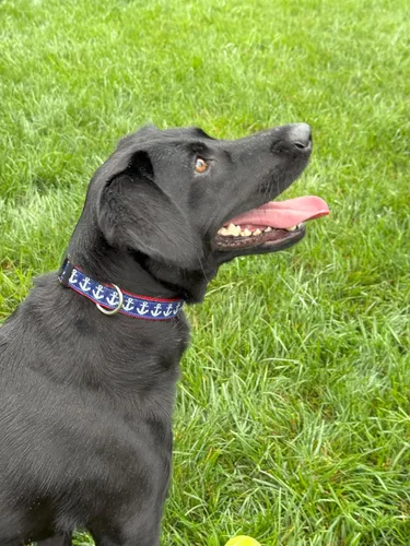 Miniatura 4 de Collar de perro grande de 15-22 pulgadas ancla náutica azul rojo collar ajustable hecho a mano USA