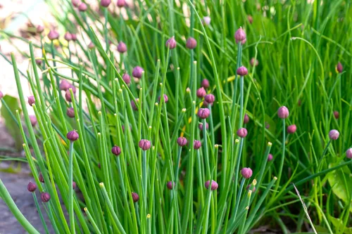 Miniatura 6 de Semillas de cebollino más de 100 semillas para cultivar Allium Schoenoprasum para plantar en primavera u otoño