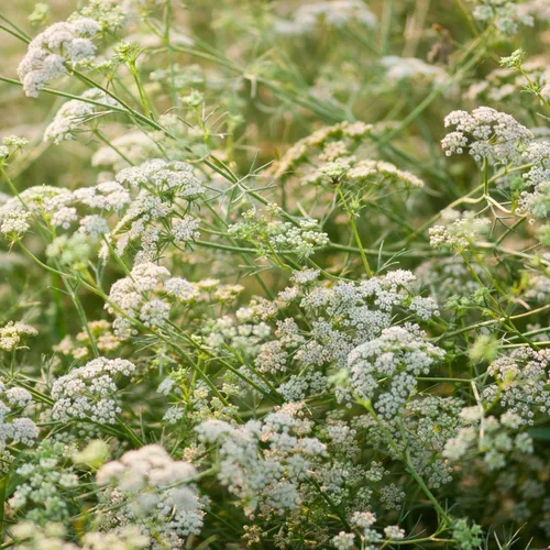 Miniatura 7 de Outsidepride Semillas de comino blanco comunes para plantar, 1000 piezas anuales, especias aromáticas, fáciles de cultivar, semillas sabrosas