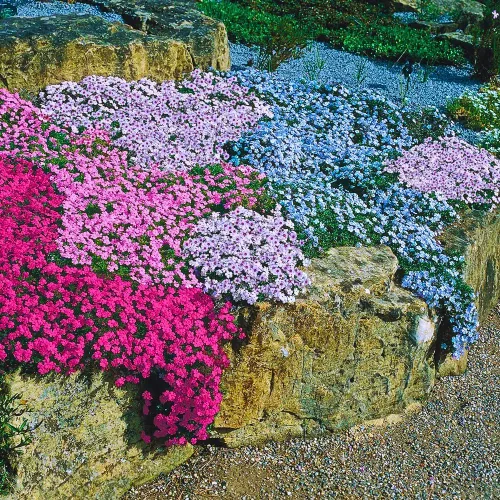 Paquete de 3 plantas rastreras Phlox Live, 5-8 pulgadas, cubierta de suelo de Phlox rastrero perenne para jardín al aire libre (color aleatorio)