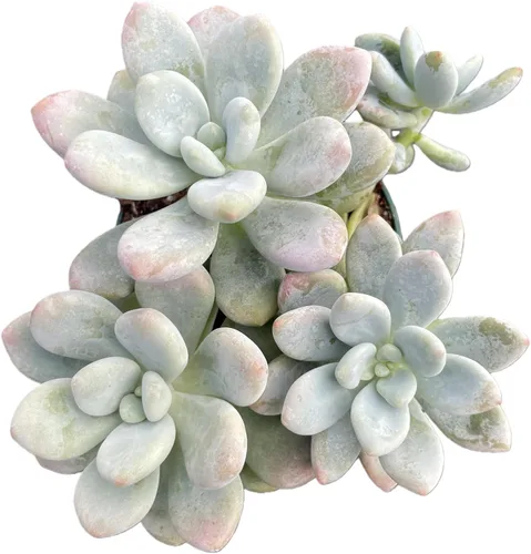 Miniatura 17 de Sprout N Green Cotyledon Orbiculata cv., Rara planta suculenta viva enraizada en maceta de 4 pulgadas, decoración de boda en interiores y Cotiledón