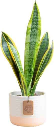 Miniatura 15 de Costa Farms - Planta de serpiente, Sansevieria, planta viva en maceta decorativa, fácil de mantener, suculenta purificadora de aire para interiores