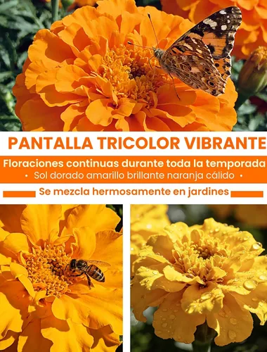 Miniatura 3 de Semillas de caléndula francesa – Heirloom Petite Tri-Color Mix – Flores vibrantes amarillas/naranjas – Más de 15000 semillas para plantar al aire