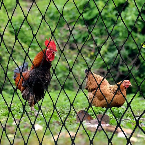 Miniatura 7 de Red para pájaros: red de jardín de 50 x 50 pies con malla cuadrada de 2.4 pulgadas que protege árboles frutales, plantas y verduras de aves