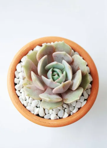 Miniatura 6 de Echeveria Lola - Planta suculenta saludable Echeveria Live de fácil cuidado para interiores, totalmente arraigada en tamaños de 2/4/6 pulgadas