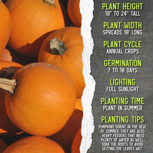 Miniatura 7 de Seed Needs Semillas de calabaza para plantar calabazas pequeñas de tarta de azúcar, semillas de verduras sin OMG y sin tratar para plantar un huerto