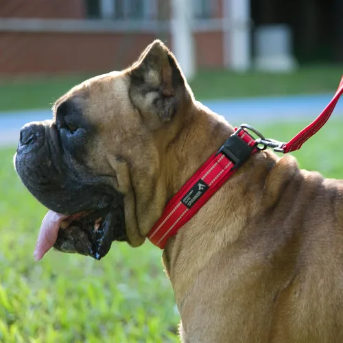 Miniatura 7 de EXCELLENT ELITE SPANKER Collar reflectante para perro, clásico, suave, acolchado, de nailon transpirable, ajustable, con hebilla de liberación