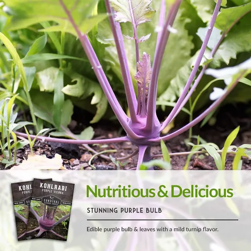 Miniatura 4 de Survival Garden Seeds - Semilla de colinabo púrpura de Viena para plantar - Paquete con instrucciones para plantar y cultivar verduras crucíferas