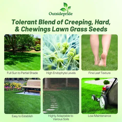 Outsidepride Legacy Fine Fescue - Mezcla de semillas de césped – 50 libras. Mezcla tolerante a la sombra y al sol de festuca dura, festuca