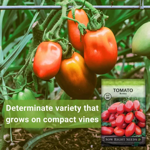 Miniatura 3 de Sow Right Seeds - Semillas de tomate Roma para plantar - Variedad determinada sin OMG - Ideal para exteriores - Alto rendimiento - Ideal