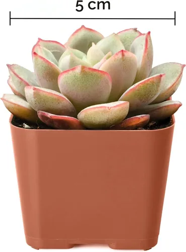 Miniatura 5 de Plantas suculentas (paquete de 4), suculentas vivas totalmente enraizadas en macetas de cultivo de 5 cm, planta única en maceta para bricolaje