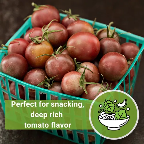 Miniatura 5 de Sow Right Seeds - Semillas de tomate cereza negra para plantar - Paquete de reliquia sin OMG con instrucciones para plantar un huerto casero