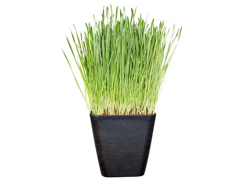 Miniatura 3 de Thunder Acres - Semilla de trigo prémium sin OMG, semillas de hierba de gato, pasto de trigo, trigo rojo duro de invierno (1 libra)