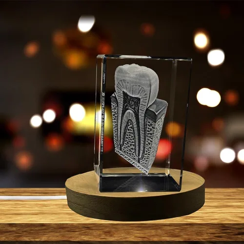 Miniatura 2 de Tooth are Recuerdo de cristal grabado en 3D Regalo para dentista Coleccionable Recuerdo Regalo personalizado de fotos de cristal 3D