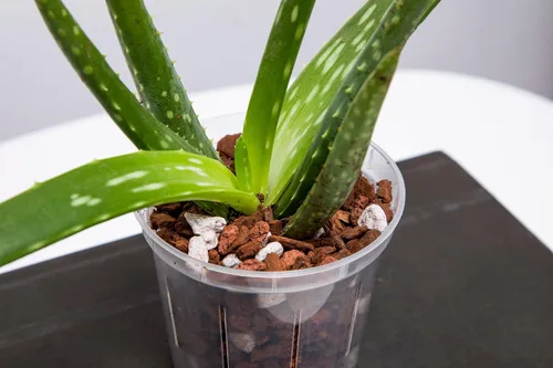 Miniatura 8 de Maceta para orquídea transparente, ranurada, de 6 pulgadas, paquete de 3 unidades., Crystal Clear Cristal transparente