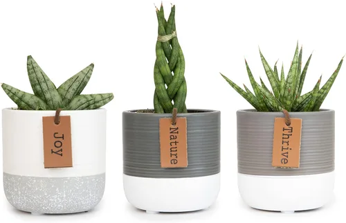 Miniatura 17 de Plants for Pets - Plantas vivas de poca luz en macetas de cerámica para suculentas (paquete de 3), planta suculenta Gasteria y plantas de cactus