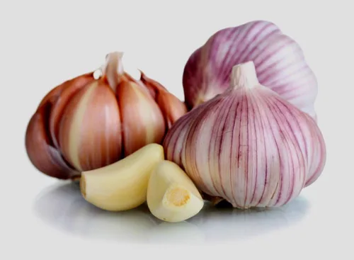 Bombilla de ajo (paquete de 6), bombilla de ajo de cuello duro siberiano fresco para plantar y cultivar tu propio ajo o comer