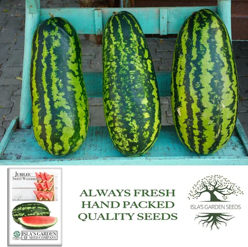 Miniatura 4 de Semillas de sandía dulce Jubilee (Citrullus lanatus) – Más de 50 semillas sin OMG y reliquias de Isla's Garden Seeds, melones grandes oblongos