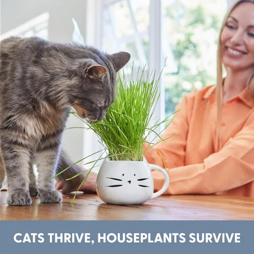 Miniatura 6 de The Cat Ladies Hierba orgánica para gatos de interior - Kit de cultivo con mezcla de semillas orgánicas, tierra y maceta para gatos blancos. Control