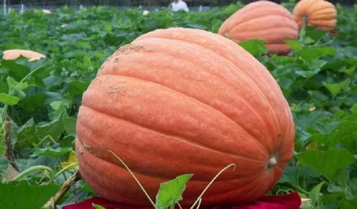 Big Max Pumpkin Seeds50 unidades, marca "COOL BEANS N SPROUTS". Reliquia. Sin OMG. Jardinería doméstica.