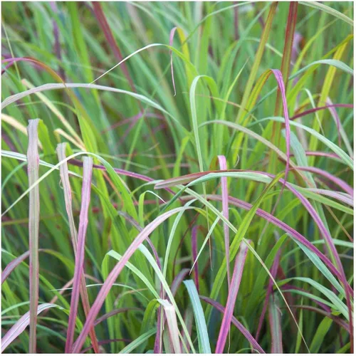 Miniatura 4 de Everwilde Farms - 1000 semillas de hierba nativa Little Bluestem - Paquete de semillas jumbo Gold Vault