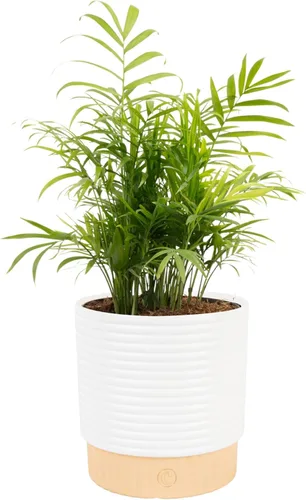 Miniatura 18 de Costa Farms Palma de Cola de Caballo, Planta Viva en Maceta Decorativa, Fácil de Mantener, Planta de Interior Perfecta para el Hogar, Habitación u