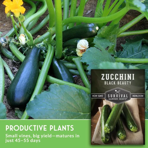 Miniatura 5 de Black Beauty - Semillas de calabacín para plantar, variedad de calabaza de verano para cultivo de huertos, calabacín verde oscuro de alto