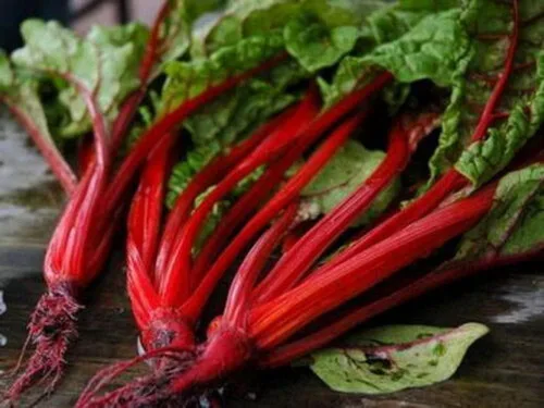 500 semillas de acelga rojo rubí reliquia – Premium sin OMG, polinizado abierto, semillas cultivadas en Estados Unidos, siempre frescas