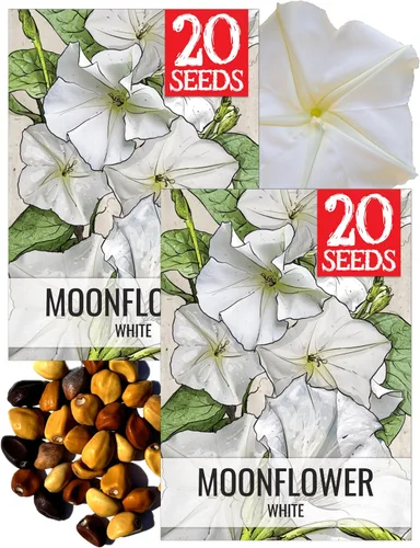 Miniatura 13 de Seed Needs Milky Way Morning Glory - Semillas para plantar enredaderas con flores, reliquia y escaladores polinizados abiertos para crear una cerca