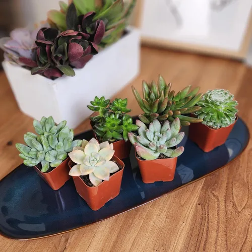 Miniatura 7 de Altman Plants Specialty - Planta suculenta viva (paquete de 6), sin duplicados, suculentas surtidas con colores y formas únicos, 2 en macetas