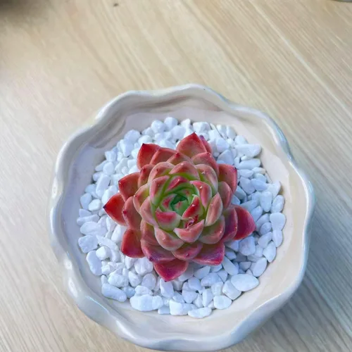 Miniatura 32 de Succulent Plants Live– Easy Care Bare Root Succulents for Indoor Outdoor Decor, Mini Live Plants for Home, Garden, Office, & Gift Ideas
