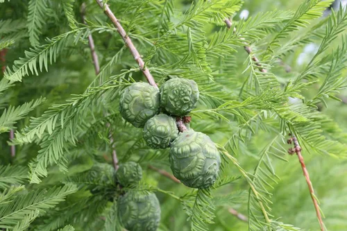 Miniatura 5 de Árbol de Ciprés Calvo del Sur Semillas Premium Taxodium distichum 'Summer' Plants'® (Premium Seeds, 20)
