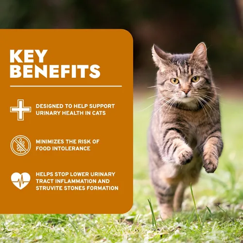 Miniatura 4 de Forza10 - Alimento para gatos, alimento para gatos de ingredientes limitados para la salud urinaria y apoyo de las infecciones urinarias, sin OMG