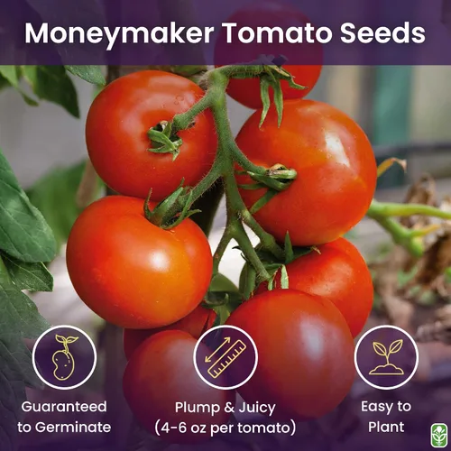 Miniatura 2 de Moneymaker Semillas de tomate para plantar, grandes y jugosas, uno de los tomates más deliciosos para el cultivo en casa, semillas de vegetales