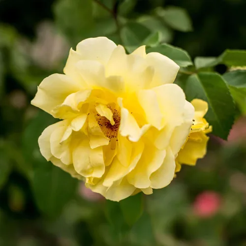 Miniatura 7 de Rosas trepadoras de reliquia, planta de raíz propia viva para jardín al aire libre, insignia de oro CL, moderadamente fragante, zonas de resistencia