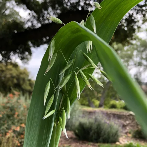 Miniatura 3 de All Good Things - Semillas de avena orgánicas comunes para plantar: cultivo de cobertura, granos integrales de cáscara, paquete de 275 semillas