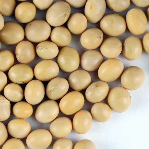 Semillas de soja – Paquete de 1.06 oz ~ 175 semillas – Orgánicas, sin OMG – brotes germinantes, tofu, almacenamiento de alimentos, cultivo y huerto