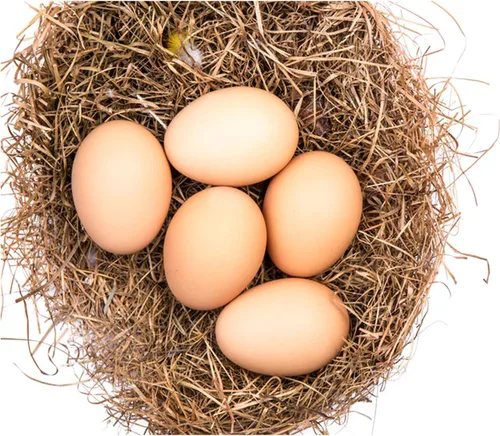 Miniatura 3 de Geiserailie Huevos falsos de cerámica, 24 unidades, manualidades, para ayudar a gallina ponedora, caja de anidación, herramienta agrícola (marrón)