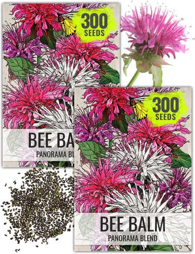 Miniatura 11 de Seed Needs Semillas de bálsamo de abeja para plantar bergamota silvestre, reliquia y flores perennes de polinización abierta para cultivar un jardín